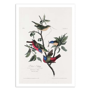 Affiche 50x70 cm - Painted Finch From Birds of America (1827) - John