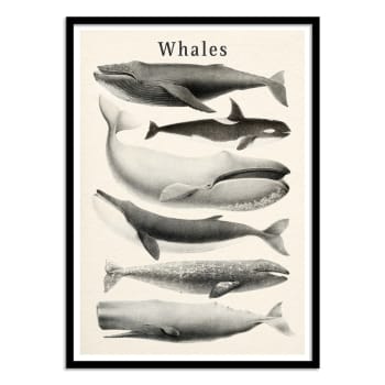Affiche 30x40 cm et cadre noir - Whales collection - Gal Design