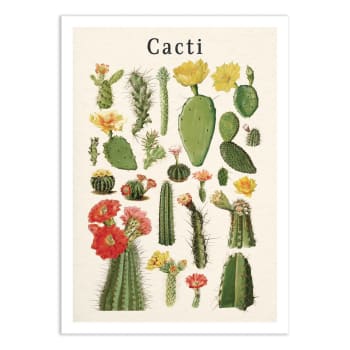 Affiche 50x70 cm - Cacti collection - Gal Design