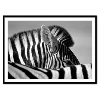 Affiche 30x40 cm et cadre noir - Curious Zebra - Marc Pelissier