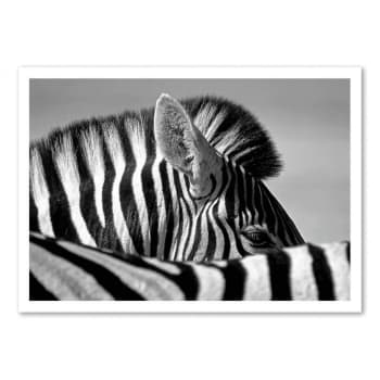 Affiche 50x70 cm - Curious Zebra - Marc Pelissier