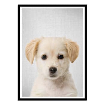 Affiche 50x70 cm et cadre noir - Golden retriever puppy - Gal Design