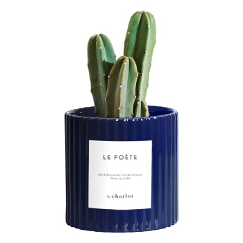 Les permanentes - Plante verte d'intérieur - pot en céramique bleu cannelé - 10cm