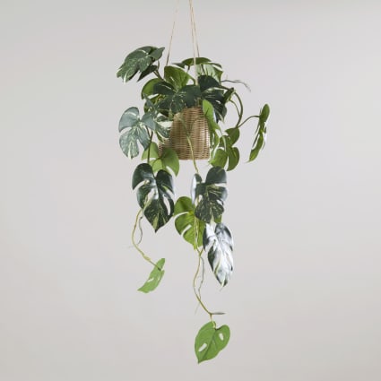 monkey monstera braune blätter Monstera Monkey Leaf