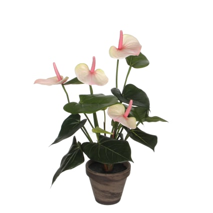 esqueleto monstera Monstera Esqueleto – plantandstories main image 0