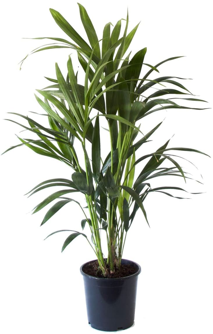 Plante d'intérieur - Plamier Kentia de 90cm en pot bleu gris