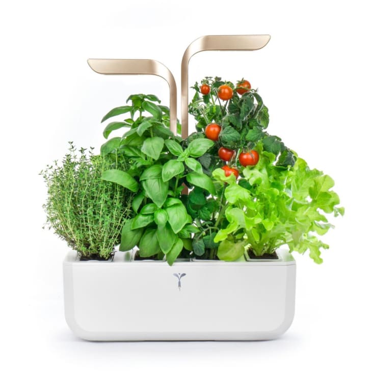 Lingot Véritable Célosie Plumeuse - Recharge Prête à L'Emploi - Compatible Potagers Intérieur Véritable Et Exky - Substrat Avec Graines Bio