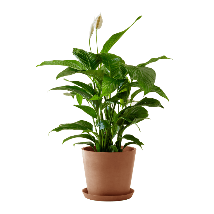 Spathiphyllum, Fleur de lune - Vente en ligne au meilleur prix