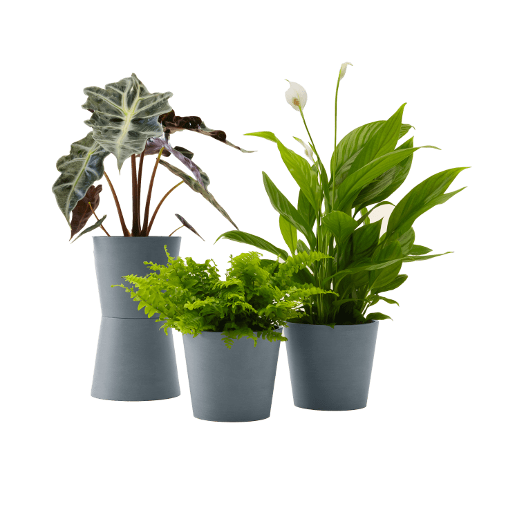 Plante - Spathiphyllum, Bananier, Nephrolepis pot bleu gris