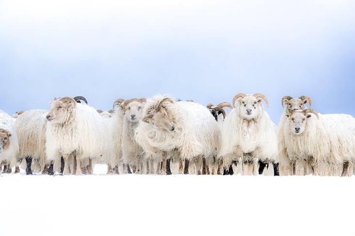 Cadre photo avec affiche - Mouton - Neige - Laine - 60x90 cm