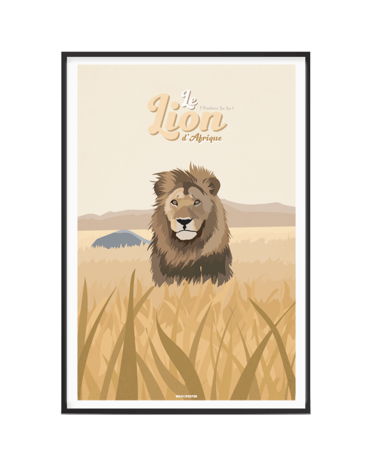 Affiche Animaux - Le Lion d'Afrique 40 x 60 cm