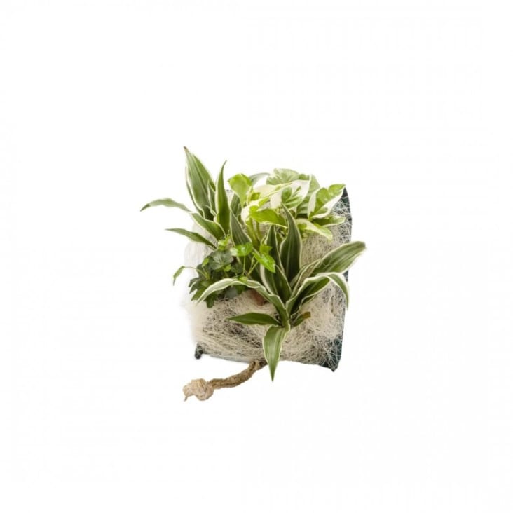 Cadre végétal avec plantes vivantes Wallflower 31 x 31 cm blanc Flowerbox
