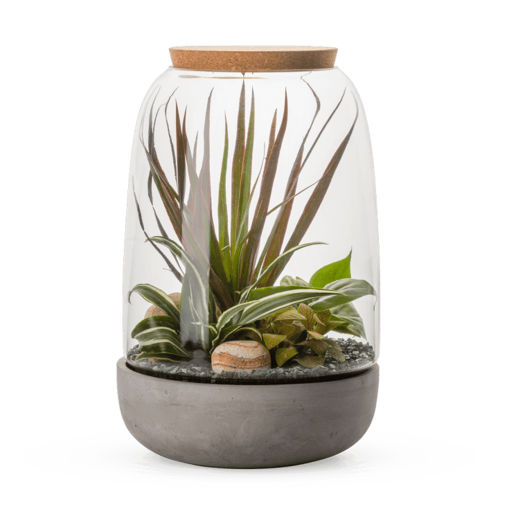 Kit terrarium plantes opendo l (23 x 36 cm) TERRA KIT