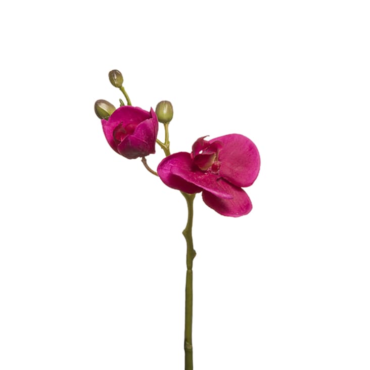 Orchidea Phalaenopsis H21 Forever