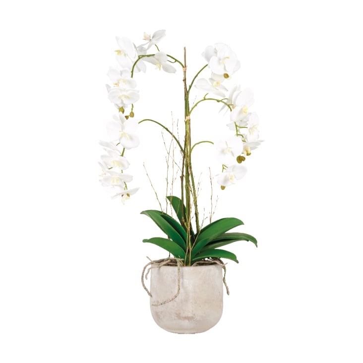 Orchidee in Illusione d'acqua VERA – Sia Deco