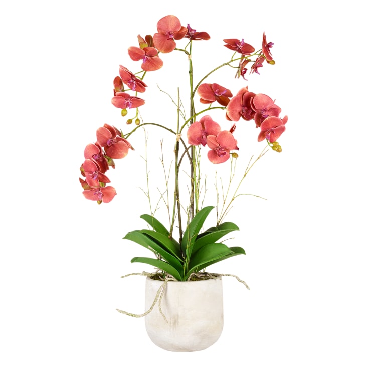 Pot pour orchidée Masgabana : pot orchidée sur Blog Jardin Concept