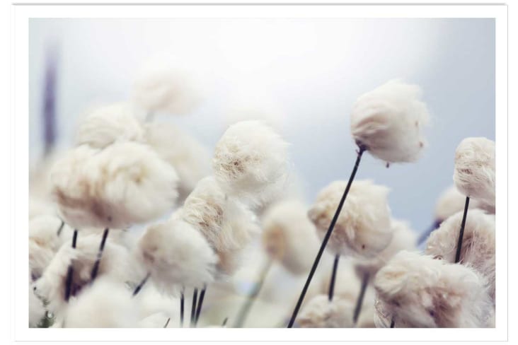 Poster fiori di cotone nel vento sin marco 30x20cm