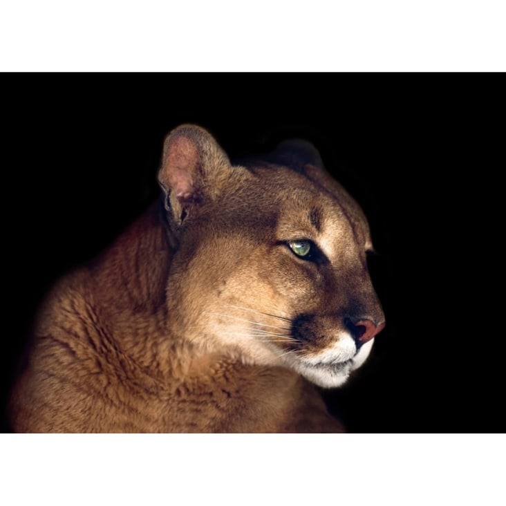 Tableau sur toile portrait puma 45x65 cm Animaux Maisons du Monde