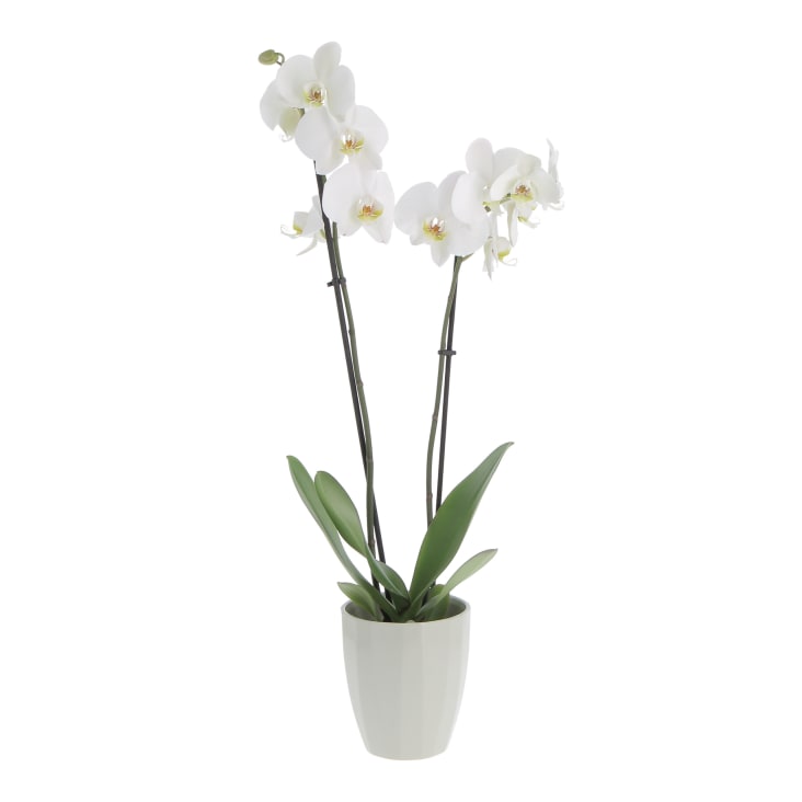 https://medias.maisonsdumonde.com/images/f_auto,q_auto,w_732/v1/mkp/M22175711_1/orchidea-phalaenopsis-bianca-pianta-vera-h-60-70-cm-vaso-oe-12-cm.jpg