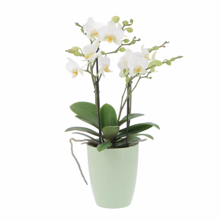 Fiori artificiali e vasi > Fiori > Orchidea con vaso fiori bianco h.40