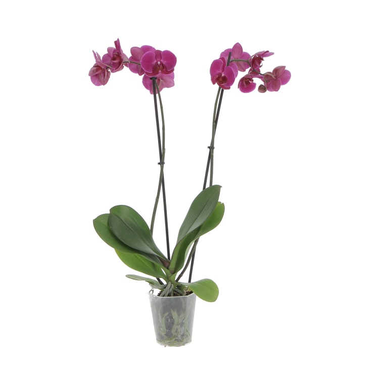 POWERS TO FLOWERS - PHALAENOPSIS ORCHIDEA VARIEGATA, 2 steli, pianta vera