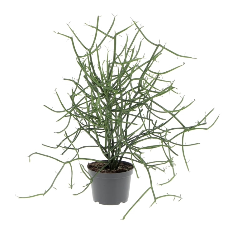 Euphorbia Tirucalli Piante Grasse Vere da Interni H 30-40 cm Ø 12