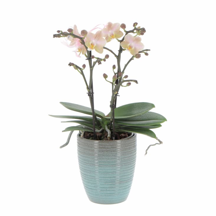 Orchidea Phalaenopsis Bianca Pianta Vera H 60/70 cm Vaso Ø 12 cm