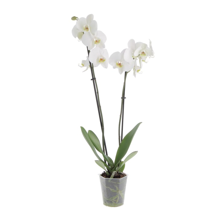 Vaso per orchidee Merina Bianco lucido Ø 10 cm / altezza 12 cm