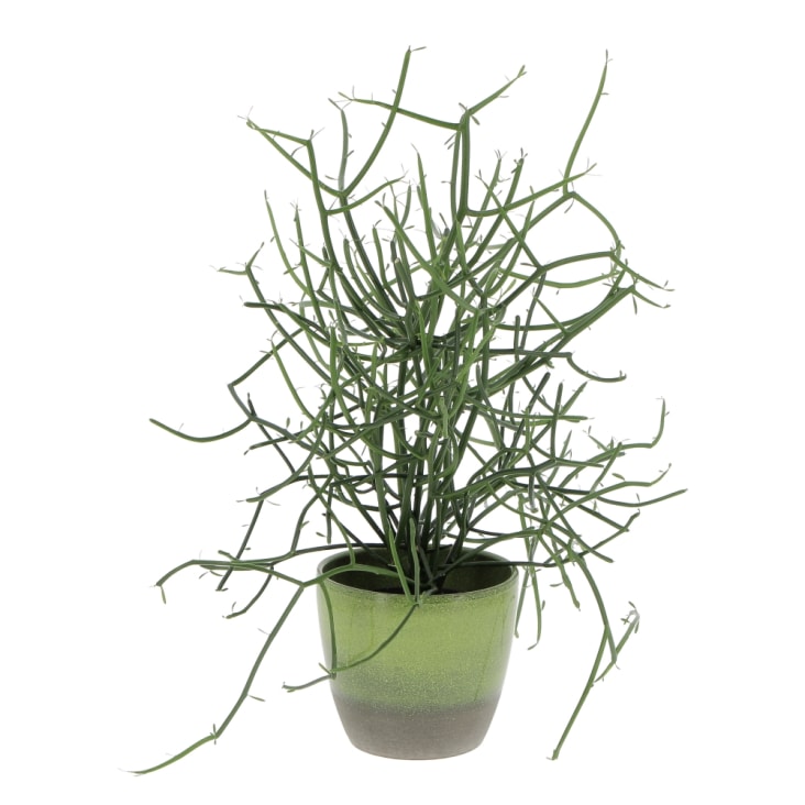 Euphorbia Tirucalli Piante Grasse Vere da Interni H 30-40 cm Ø 12 cm