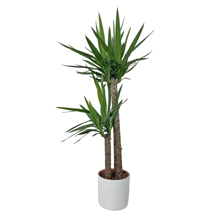 Yucca Pianta Purifica Aria da Interno Vera H 135-145 cm Vaso Ø 24