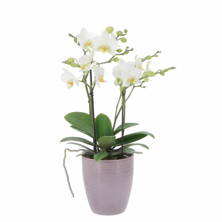 Pianta Orchidea Phalaenopsis Boquetto Bianca H 40/45 cm Vaso Ø 12 cm