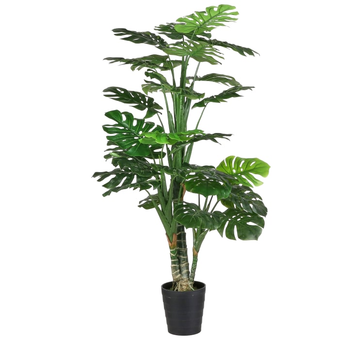 Kentia Palma Pianta da Interno Vera Alta 170/180 cm Vaso Ø 24 cm