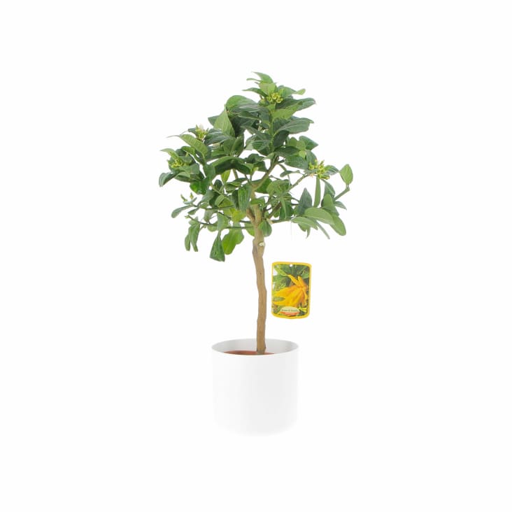 Schefflera Arboricola Gold Capella Piante Vere H 75-85 cm Vaso Ø 19 cm