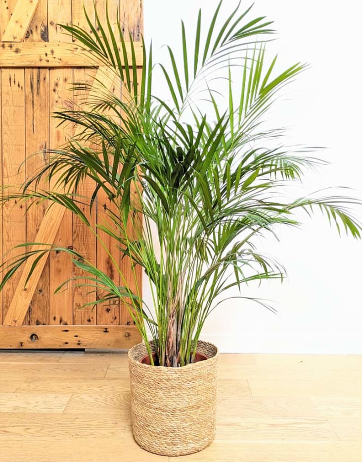 Plante d'intérieur - Palmier areca de 120cm en pot blanc gris