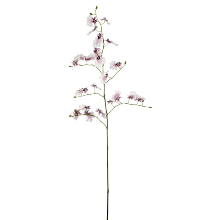 L'Herbarium de Théophile – Fougère Cuir blanche – plante immergée – DEKO de  l'eau
