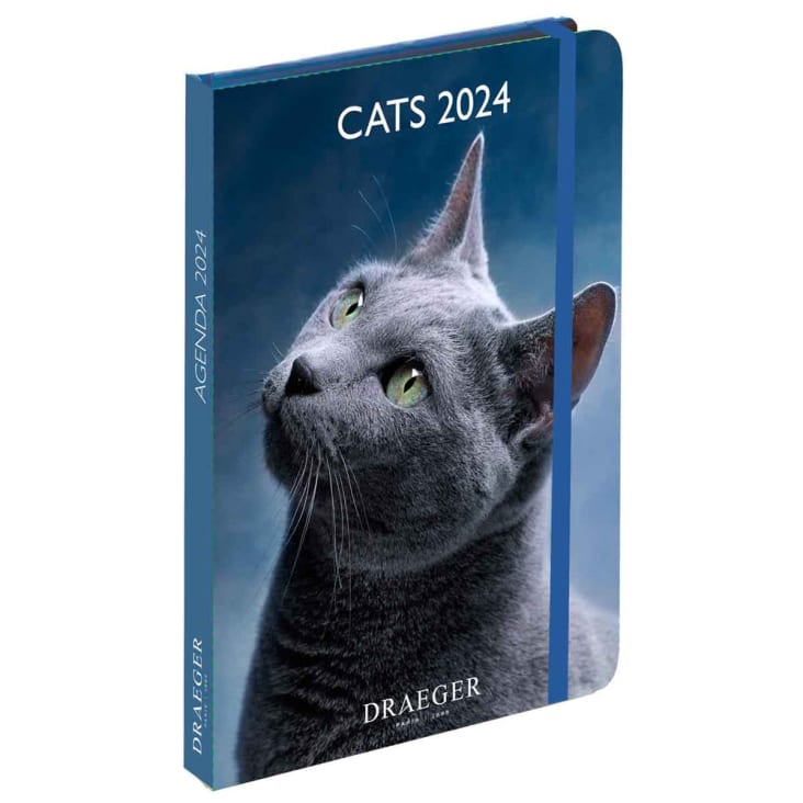 Tendances 2024 : Mode et accessoires incontournables pour chats
