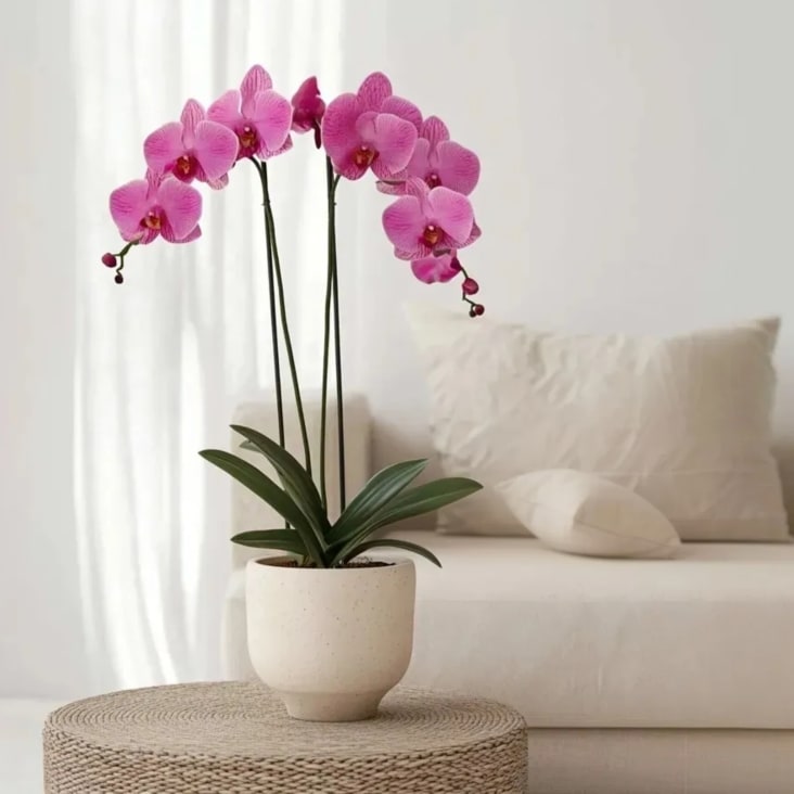 Orchidea falena, Phalaenopsis, 50 cm Plante d’intérieur | Maisons du Monde