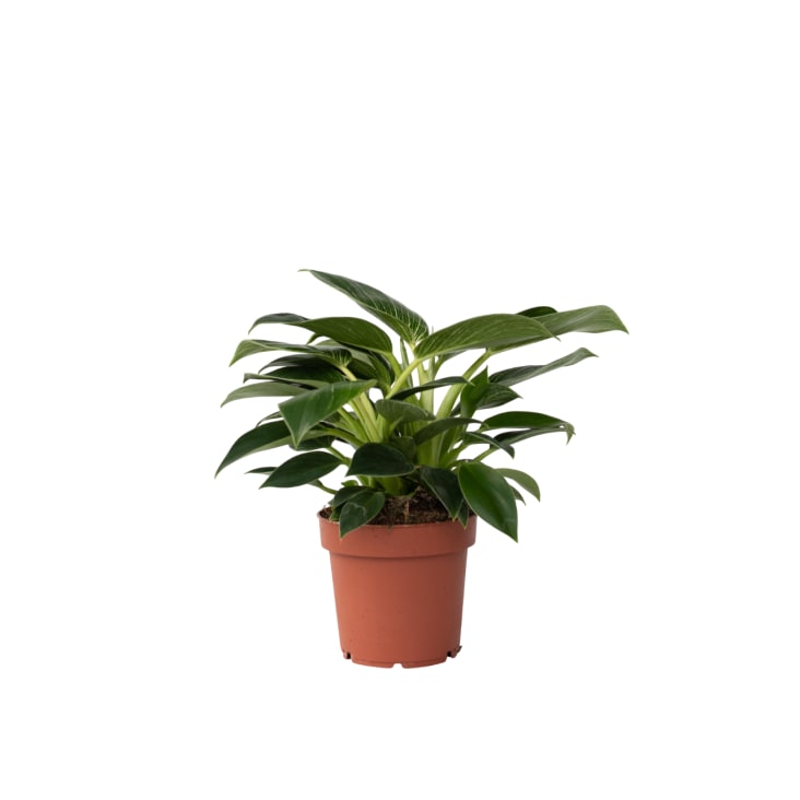 Baumfreund, Philodendron 'White Wave', 25cm Maisons du Monde