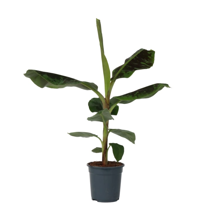 Banani giapponesi, Musa 'Dwarf Cavendish', 90 cm Maisons du Monde