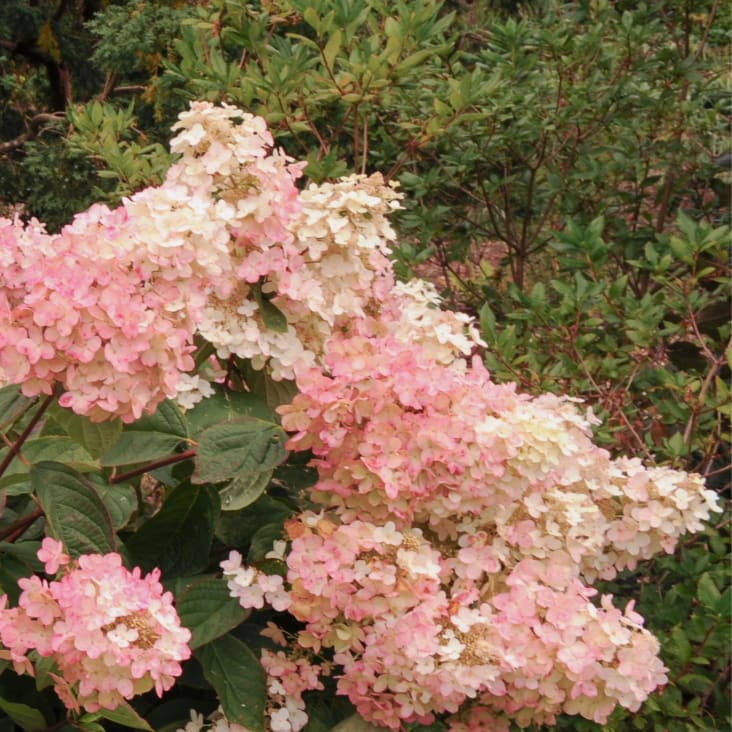 3er Set Hortensien, Hydrangea paniculata 'Pink Lady', 25cm Maisons du