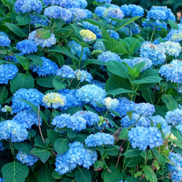 Hortensia (x6), Hydrangea macrophylla 'Early Blue', 25cm Maisons du Monde