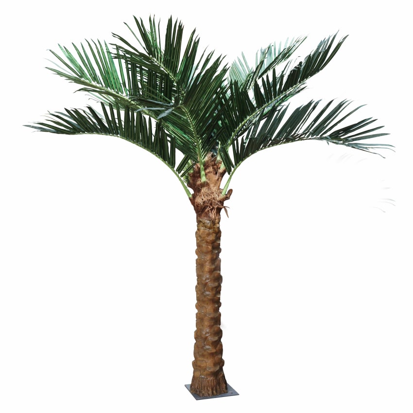 grnlilie bergossen Grnlilie (Chlorophytum comosum) kaufen