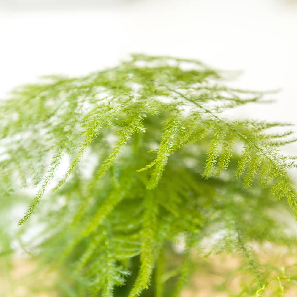 Aspargus plante d'intérieur résistante avec cache-pot ASPARGUS PLUMOSUS