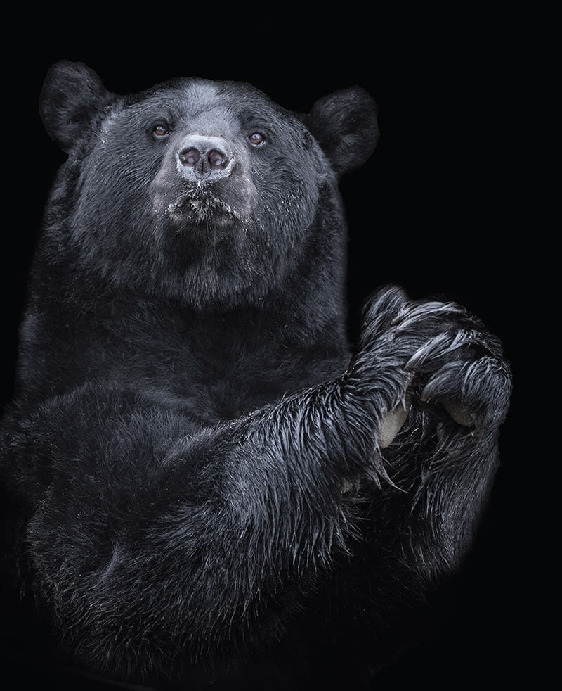 Albers stampa orso nuvole cornice nera 30x40 cm