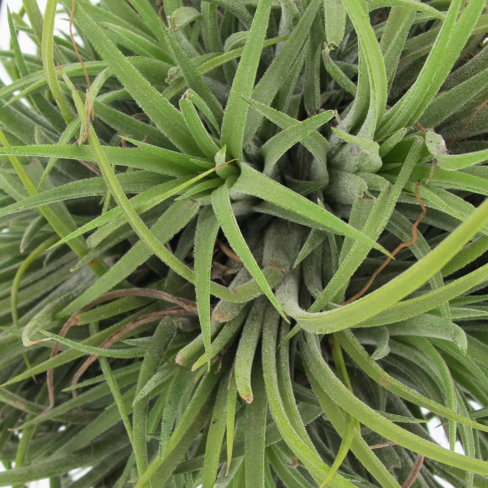 Pianta Vera da Interno Tillandsia Ionantha con Struttura H 35 cm