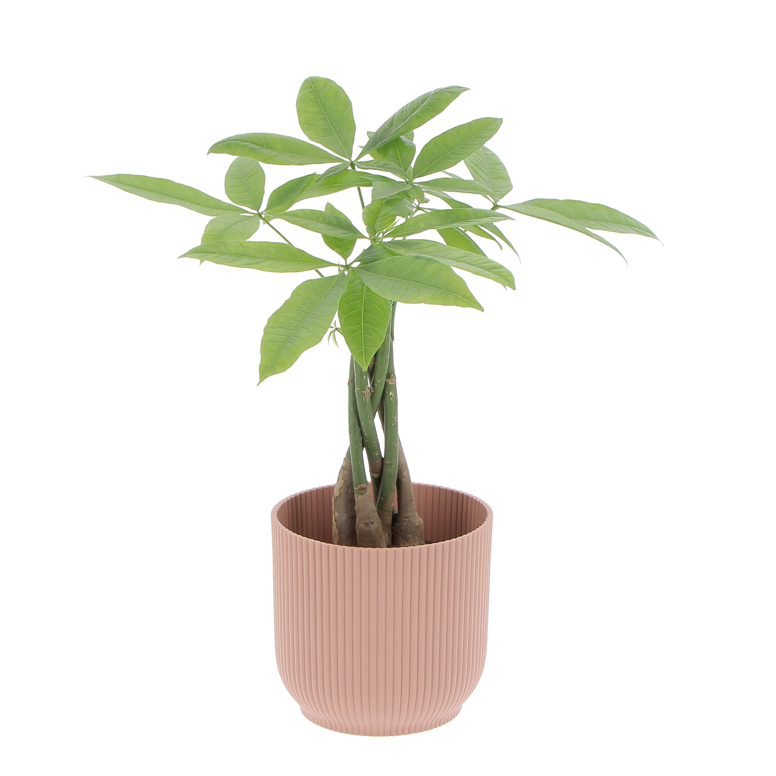 Pianta di Limone Piante Vere da Frutto H 70-80 cm Vaso Ø 20 cm