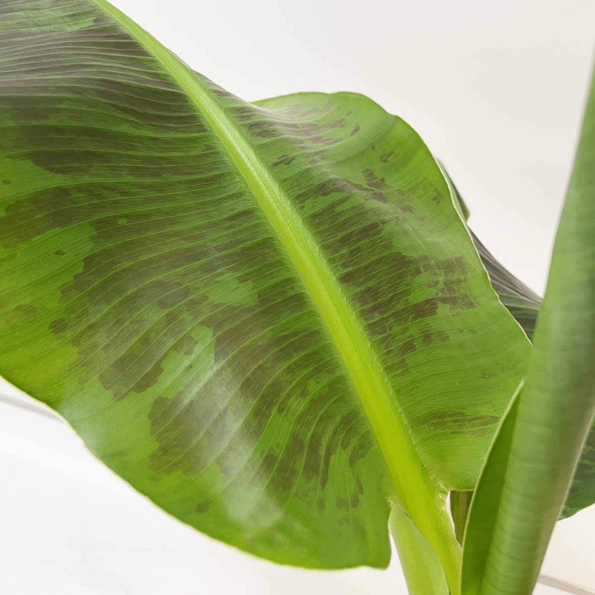 Pianta di Banano Musa Acuminata Dwarf Cavendish H 35/45 cm Vaso Ø 13cm