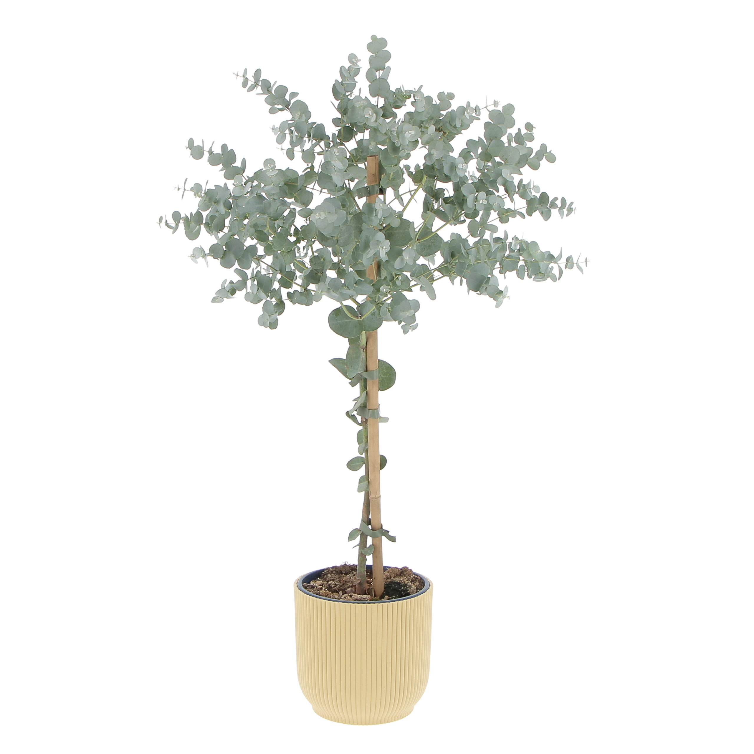 Pianta Artificiale decorativa da interno ed esterno Zamifolia con vaso h  70