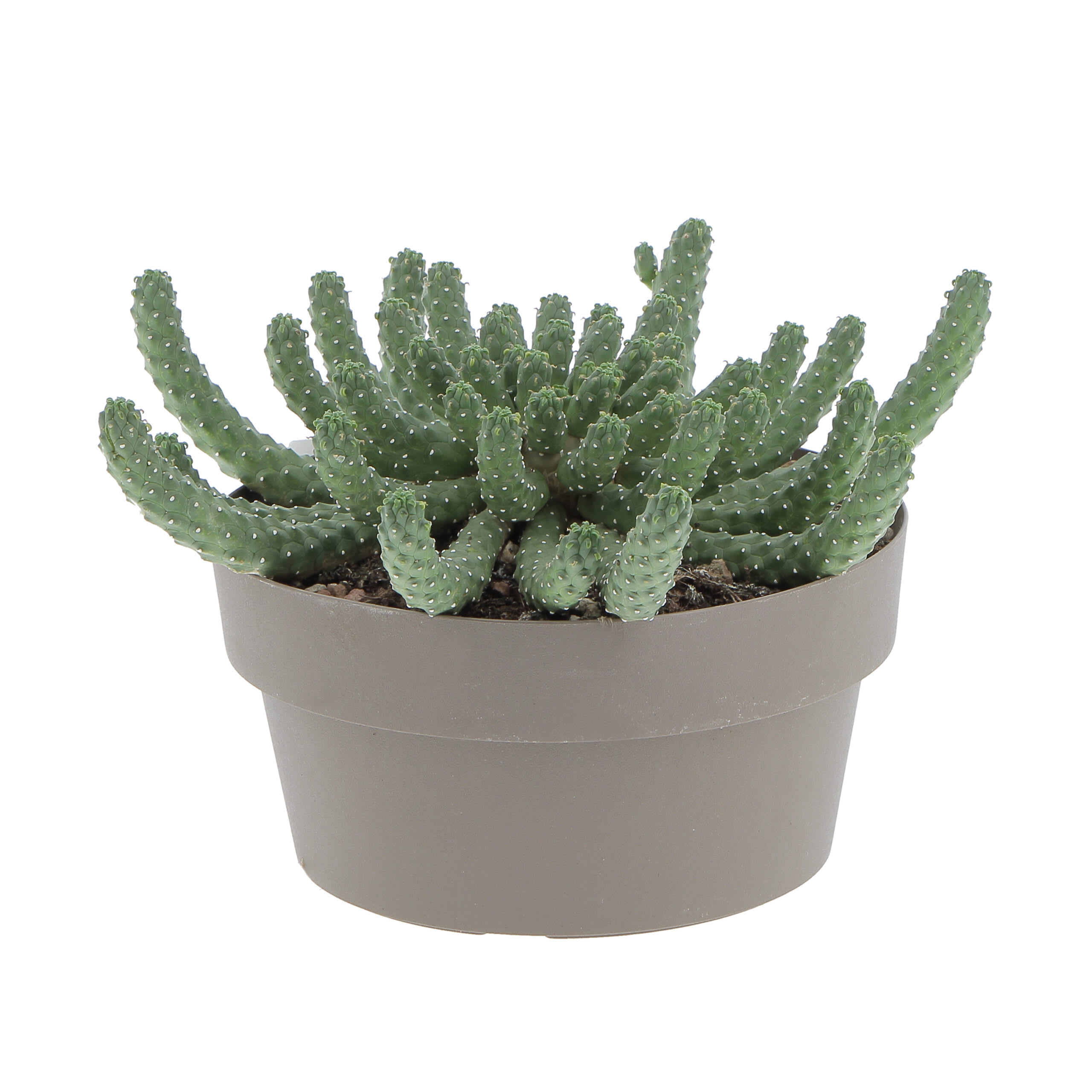 Cactus Pianta Grassa Vera Euphorbia Inermis in Vaso Ø 20 cm