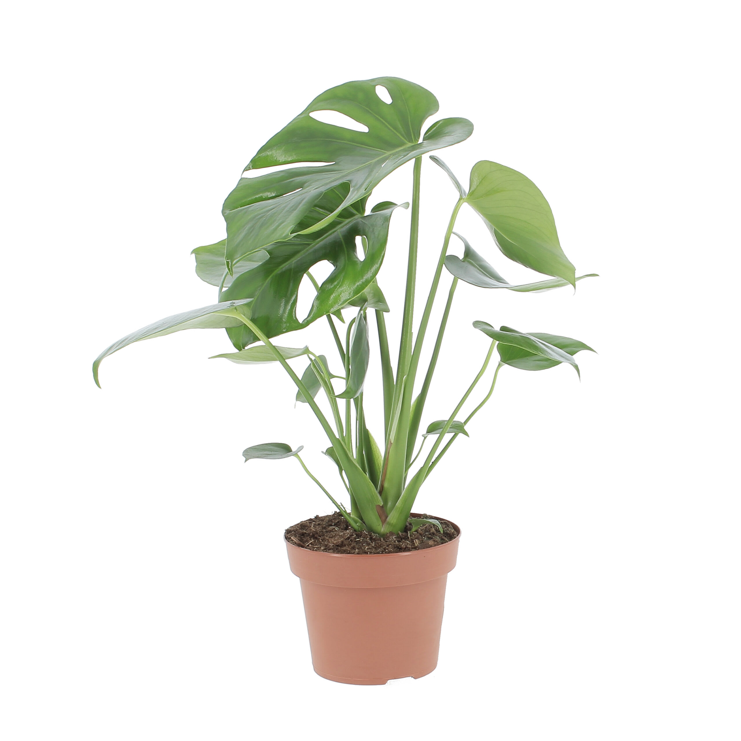 Pianta da Interno Monstera Deliciosa H 45/55 cm Vaso Ø 14 cm